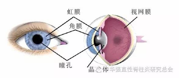 南京强脊诊疗中心强直研究所